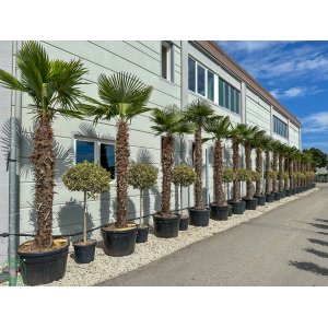Palma konopná (Trachycarpus fortunei) - výška kmeňa 130-140 cm, celková výška 200-220 cm, kont. C50L (-17°C) 